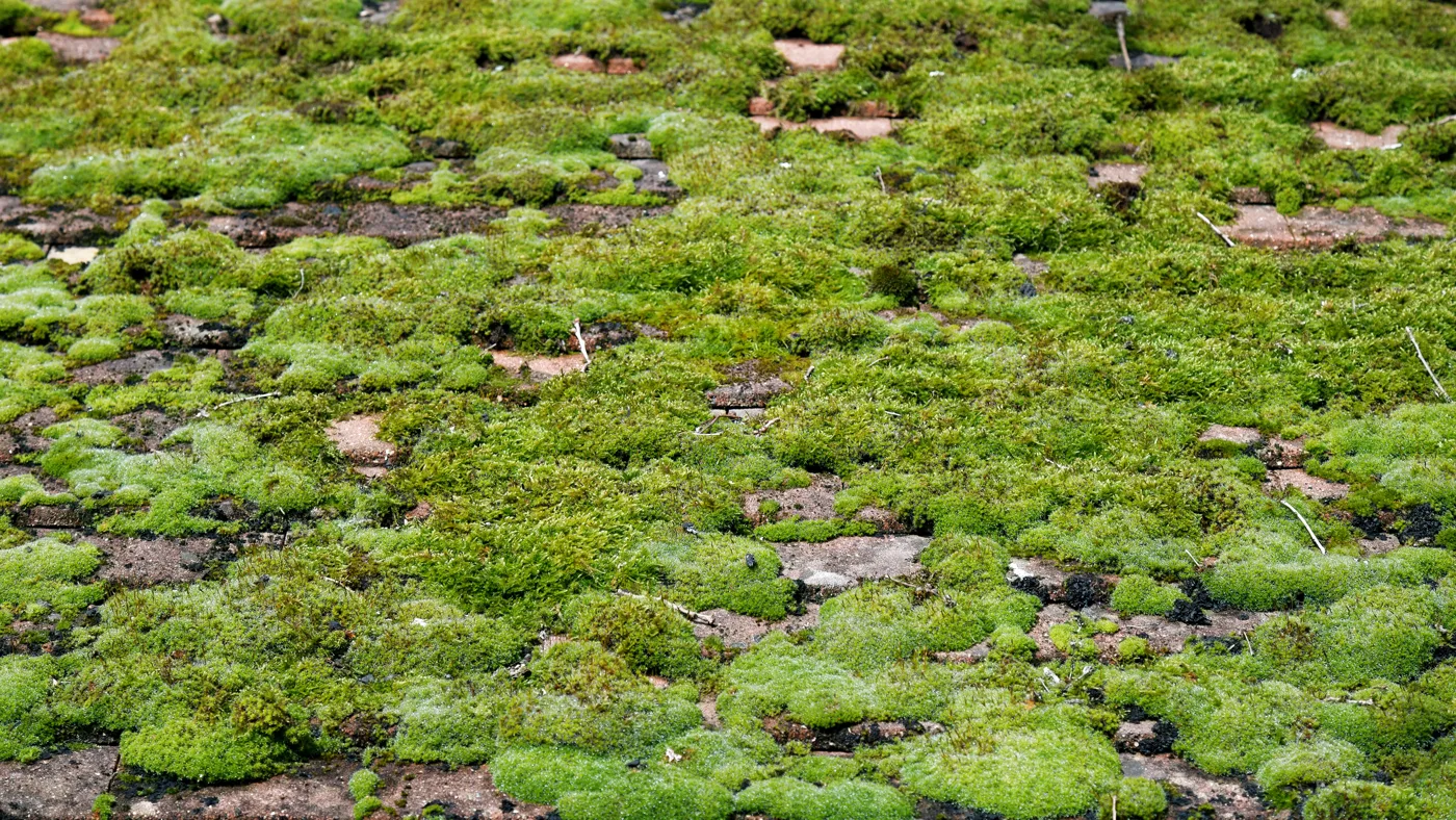 Roof Moss Removal: Methods, Cost and Whether It's Worth It